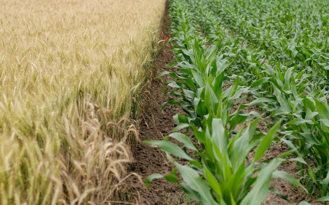 Nebraska Agri-Business Association Supports 2024 Farm Bill